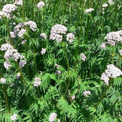 Valeriana officinalis