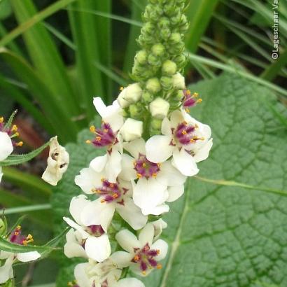 Verbascum chaixii 'Album'