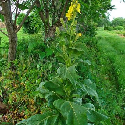 Verbascum densiflorum