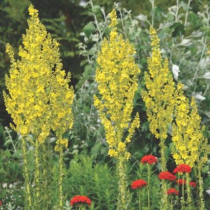 Verbascum olympicum