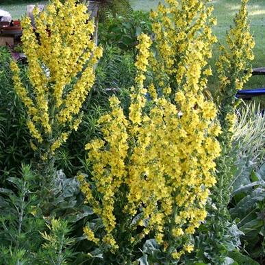 Verbascum olympicum