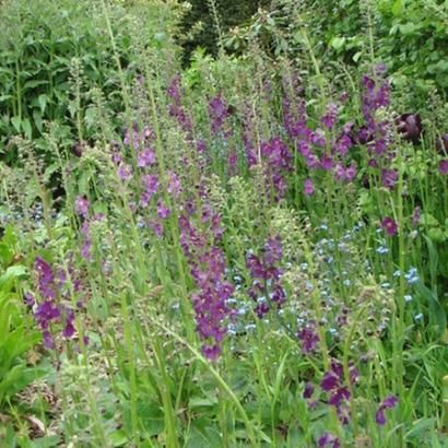 Verbascum phoenic. 'Violetta'