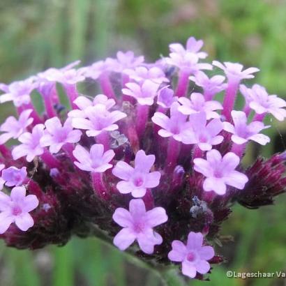 Verbena bonariensis