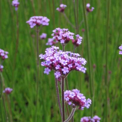 Verbena bonariensis