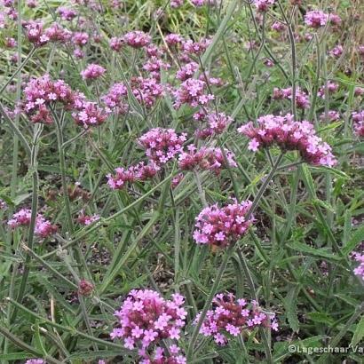 Verbena bon. 'Lollipop'