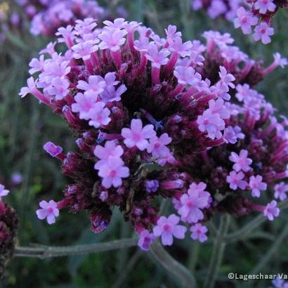 Verbena bon. 'Lollipop'