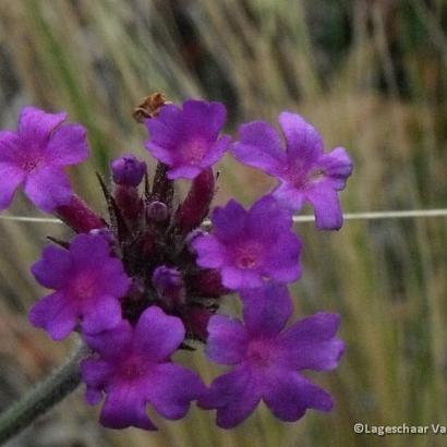 Verbena rigida