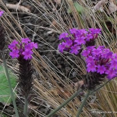 Verbena rigida