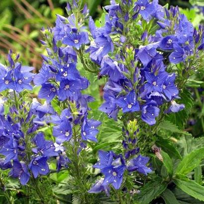 Veronica austr. 'Knallblau'