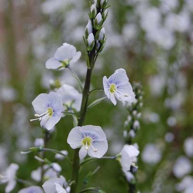 Veronica gentianoides