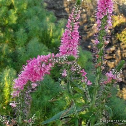 Veronica long. 'Charming Pink'