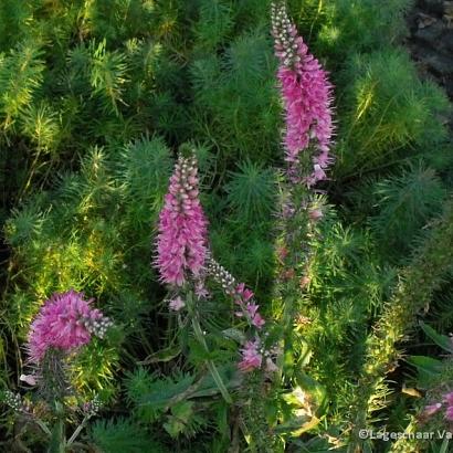 Veronica long. 'Charming Pink'