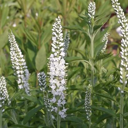 Veronica longif. 'Schneeriesin'