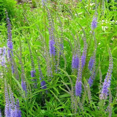 Veronica spicata