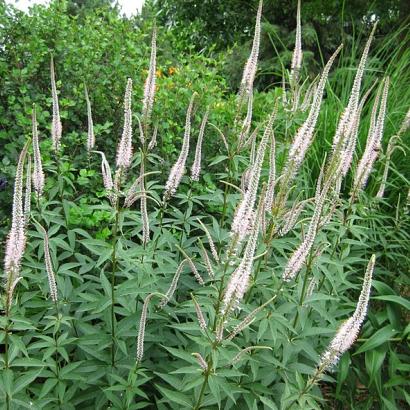 Veronicastrum virginicum