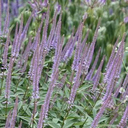 Veronicastrum virg. 'Fascination'