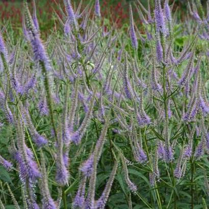 Veronicastrum virg. 'Fascination'