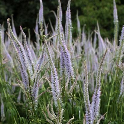 Veronicastrum virg. 'Lavendelturm'