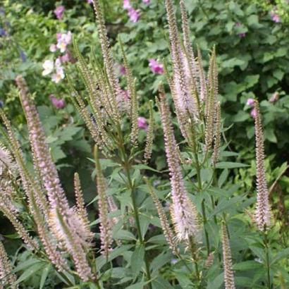 Veronicastrum virg. 'Roseum'