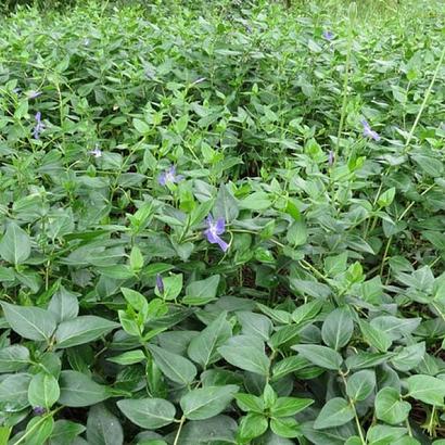 Vinca major