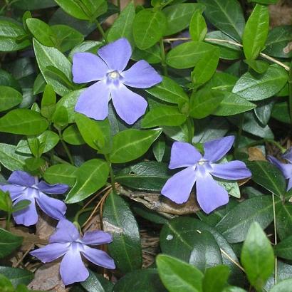 Vinca minor