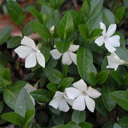 Vinca minor 'Alba'