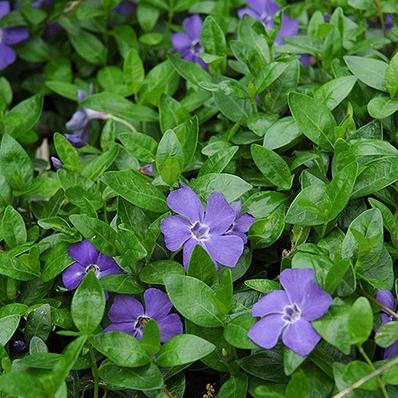 Vinca minor 'La Grave'