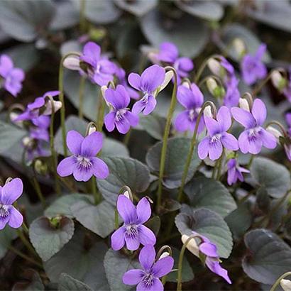 Viola labradorica