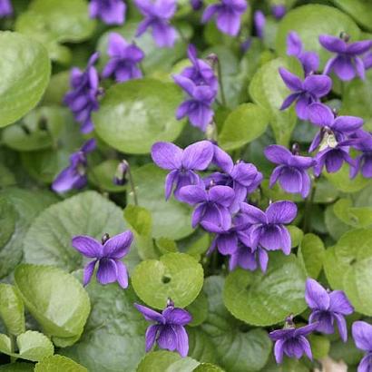 Viola odorata