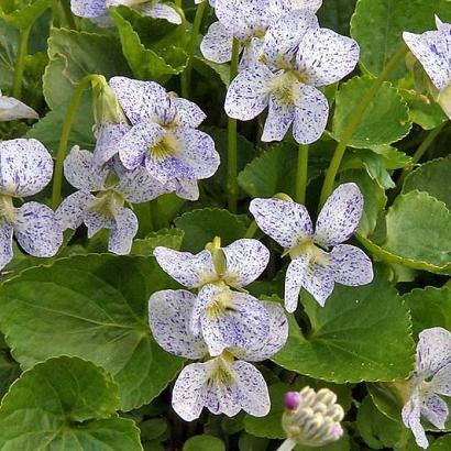 Viola sororia 'Freckles'