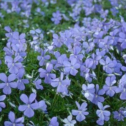 Viola (C) 'Boughton Blue'