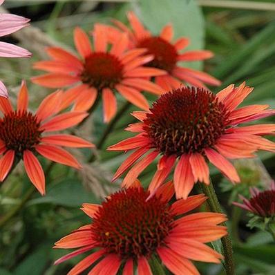 Echinacea p. 'Sundown'