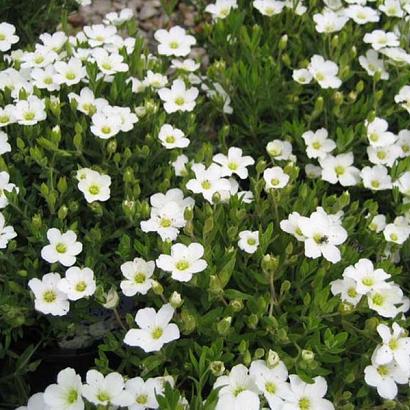 Arenaria montana