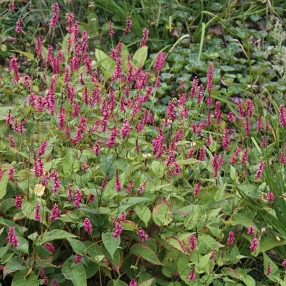 Persicaria a. 'Inverleith'