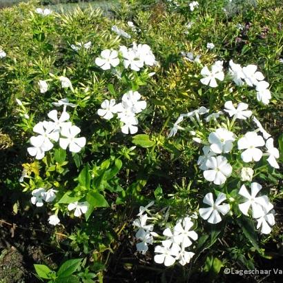 Phlox (P) 'Casablanca'