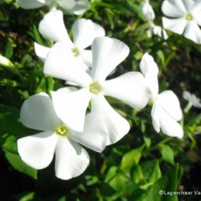 Phlox (P) 'Casablanca'