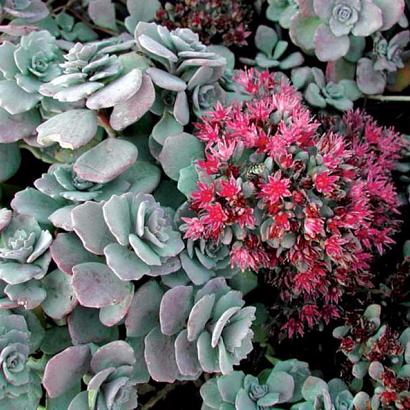 Sedum cauticola 'Lidakense'