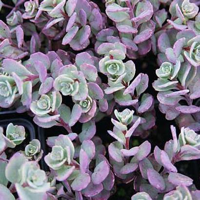 Sedum cauticola 'Lidakense'