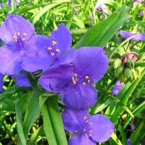 Tradescantia (A) 'Zwanenburg Blue'