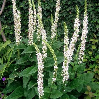 Verbascum nigrum album