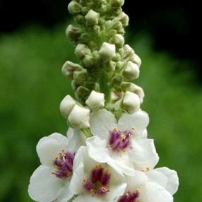 Verbascum nigrum album