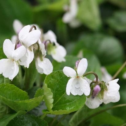 Viola odorata 'Alba'