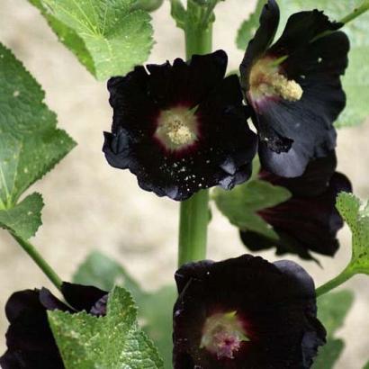 Alcea r. 'Nigra'