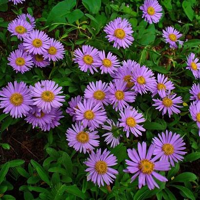 Aster alpinus