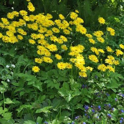 Doronicum orientale