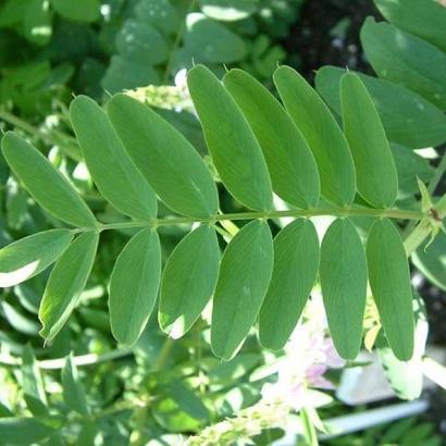 Galega officinalis