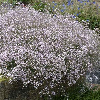 Gypsophila pan. 'Bristol Fairy'