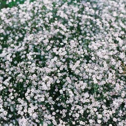 Gypsophila pan. 'Bristol Fairy'