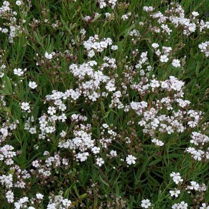 Gypsophila repens 'Alba'