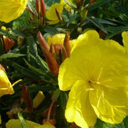 Oenothera fr. 'Sonnenwende'